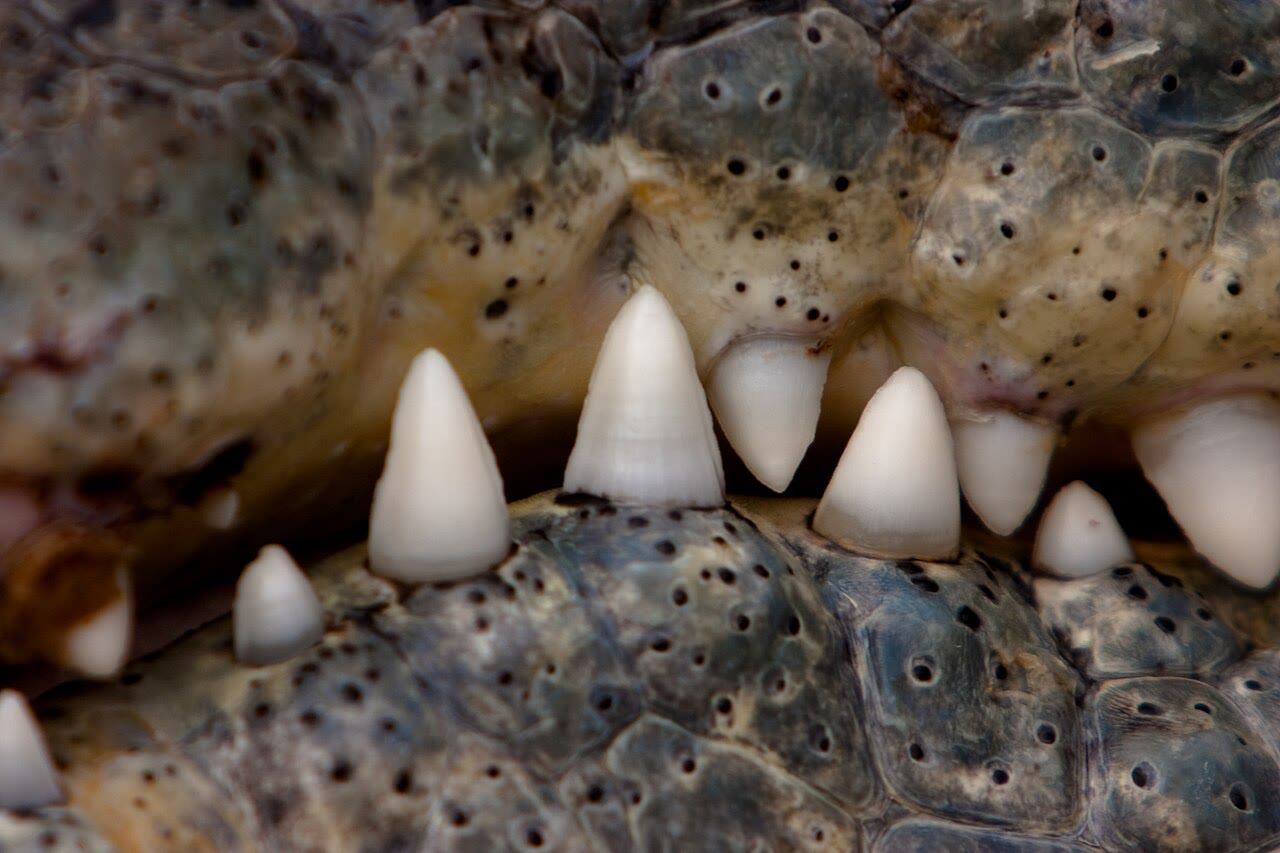 Close-up of crocodilian teeth showing the interlocking dentition that remains visible when the mouth is closed